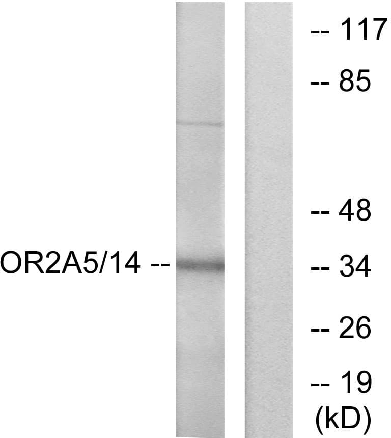 OR2A5+OR2A14 Antibody (C-Terminus)