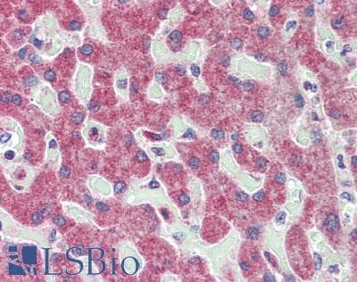IHC-plus™ GPSM2 / LGN Antibody (aa450-500)