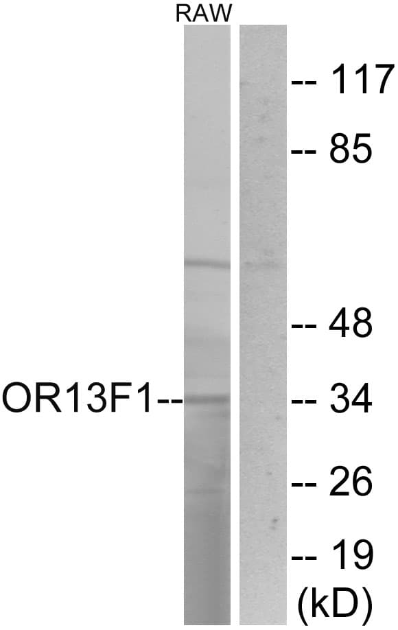 OR13F1 Antibody (aa241-290)