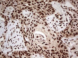 FBXW7 / FBW7 Antibody (aa1-354, clone OTI6F5)
