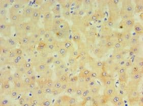 CYP4F12 Antibody (aa265-524)
