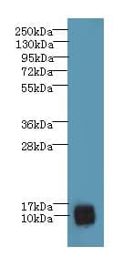 PNRC2 Antibody