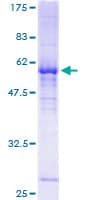 Human RALGPS1 Protein (Recombinant GST)