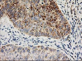 AK4 / Adenylate Kinase 4 Antibody (clone OTI3B1, Carrier-free)