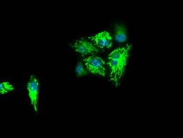 IDH3A Antibody (clone OTI5D2)