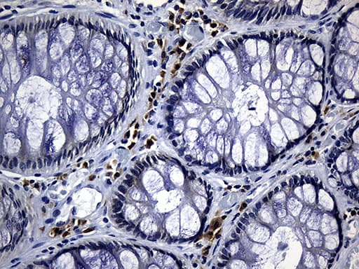 NAF-1 / CISD2 Antibody (clone OTI4E8, Carrier-free)