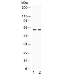 Polyclonal Rabbit anti-Human RELB Antibody (WB)