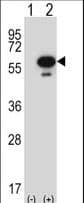 STK25 Antibody (aa327-355)