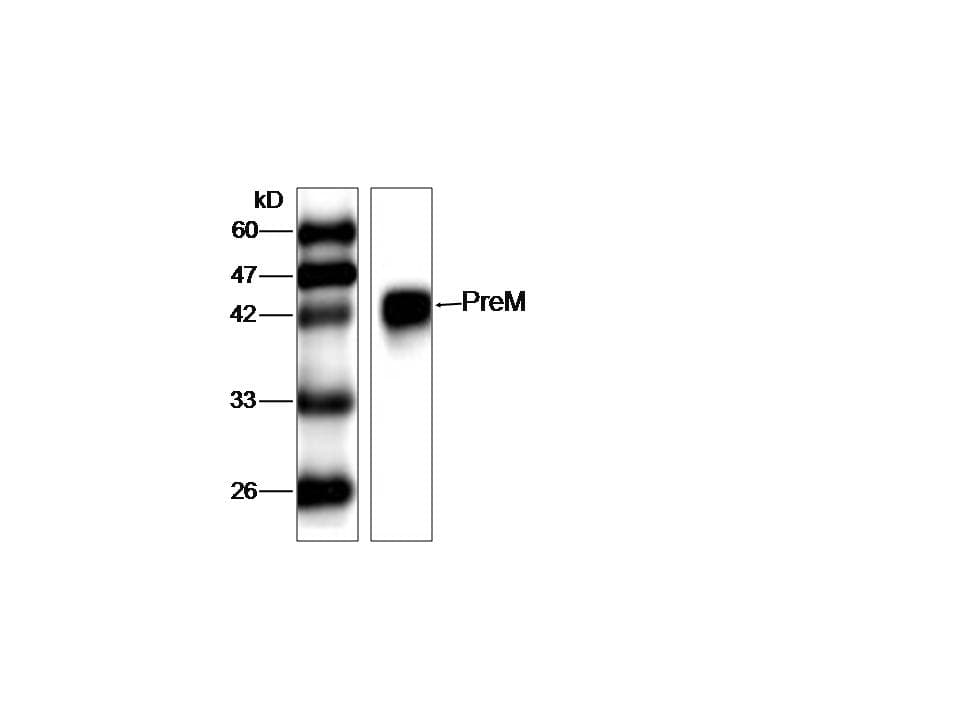 WNV E Antibody (aa1-135)