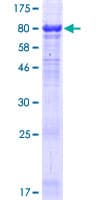 Human FSTL4 Protein (Recombinant GST)