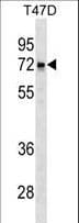 LCORL Antibody (aa306-334)