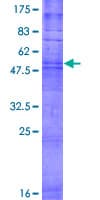 Human OR8B12 Protein (Recombinant GST)