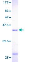 Human PFN1 / Profilin 1 Protein (Recombinant GST)