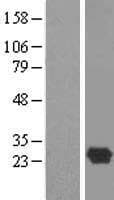 DBNDD1 Protein (Over-Expression Lysate Myc-DDK (Flag))