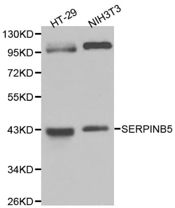 SERPINB5 / Maspin Antibody
