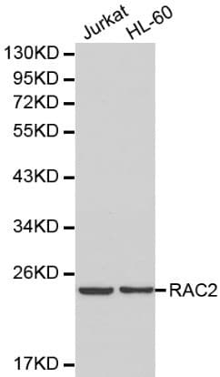 RAC2 Antibody