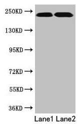 TLN2 / Talin 2 Antibody