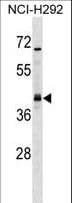 UTF1 Antibody (aa101-129)