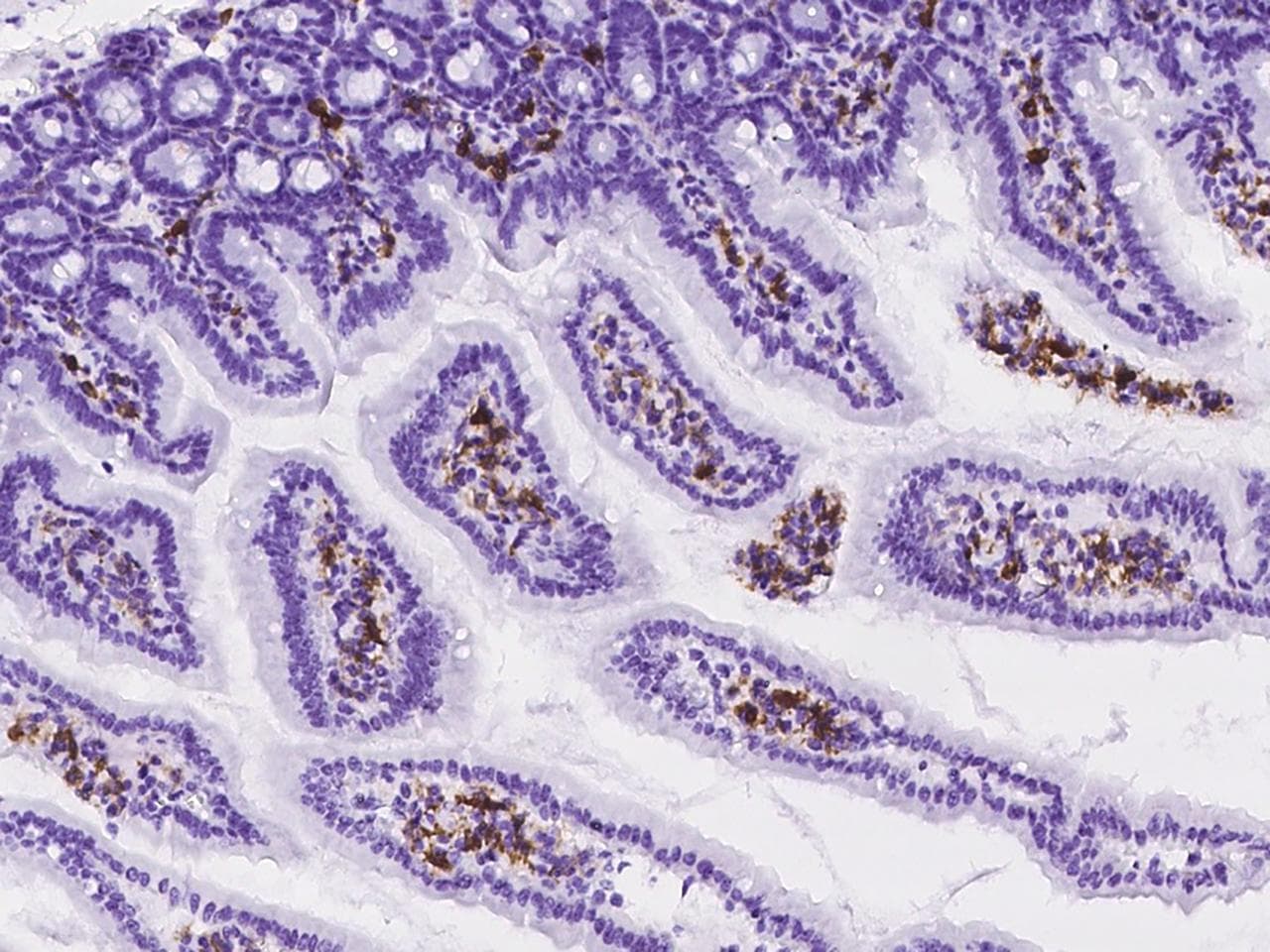CD4 Antibody (clone 766, Preservative Free)