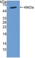 Osteonectin / SPARC Antibody (aa18-303)