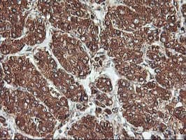KCNAB1 Antibody (clone OTI4E7, Carrier-free)
