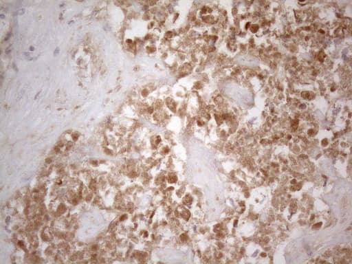 SFRP2 Antibody (aa25-295, clone OTI6E1)