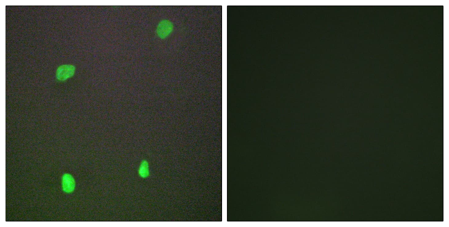 XRCC3 Antibody (aa41-90)