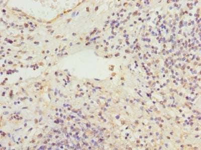 RBMS2 / SCR3 Antibody