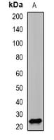 PSMD10 / Gankyrin Antibody