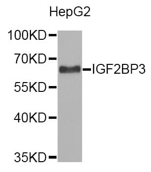 IMP-3 / IGF2BP3 Antibody