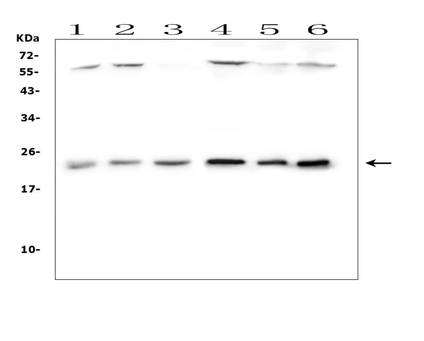 MtTFA / TFAM Antibody (aa227-246)