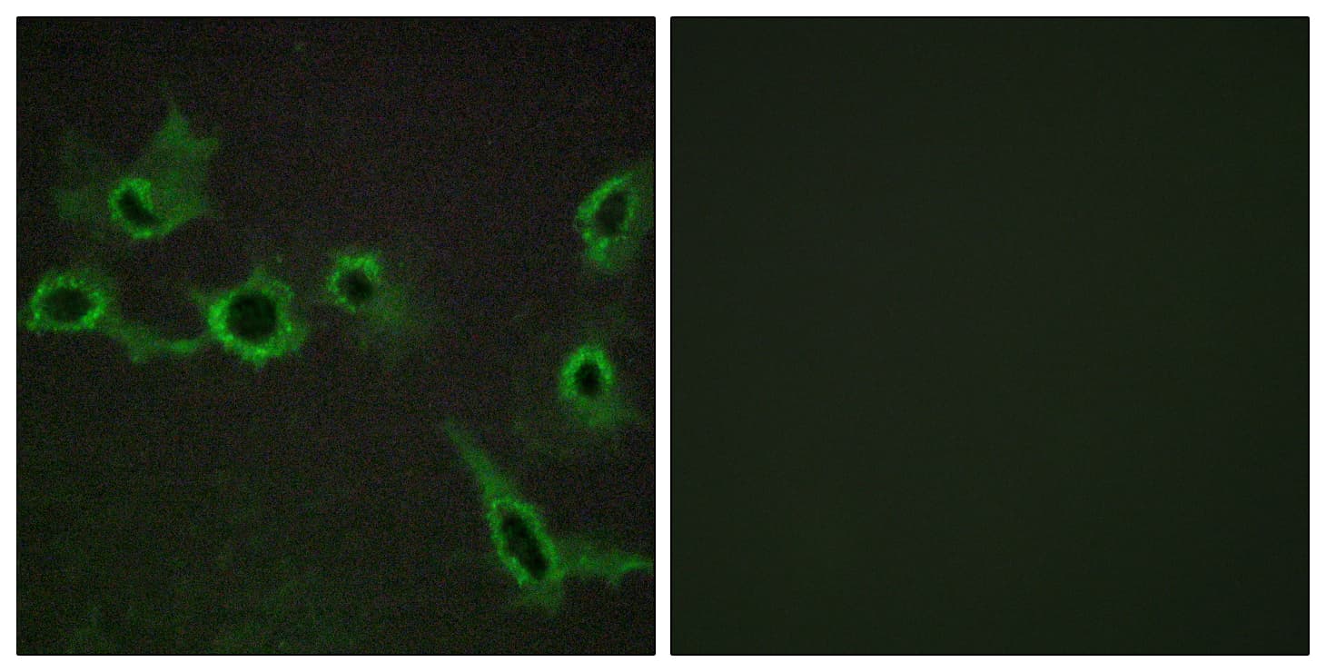 HTR7 / 5HT7 Receptor Antibody (aa391-440)