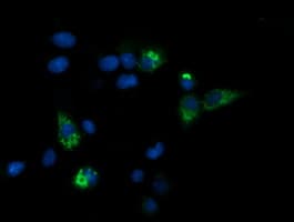 CPA2 Antibody (clone OTI2E7)