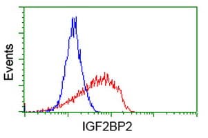Monoclonal Mouse anti-Human IGF2BP2 Antibody (clone OTI4F7, IF, WB)