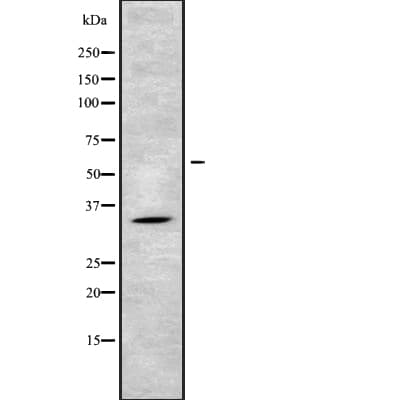 NDNL2 Antibody