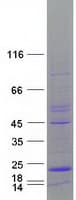 Human MTFP1 Protein (Recombinant Myc-DDK (Flag))