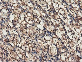 RNPEP Antibody (clone OTI3B5)