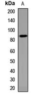 EPLIN Antibody