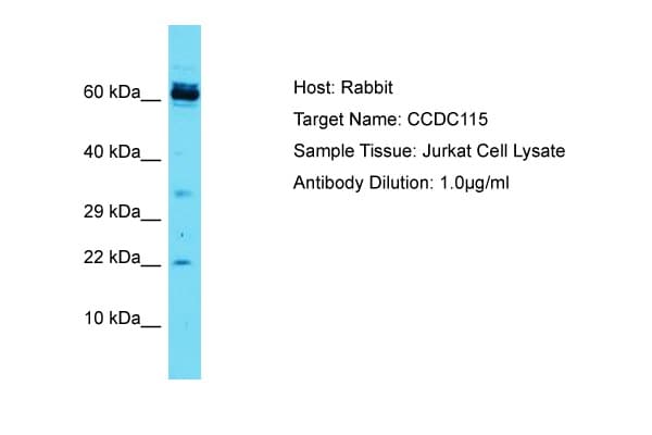 CCDC115 Antibody (aa47-96)