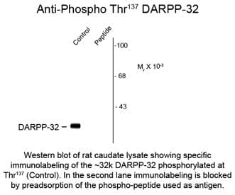 PPP1R1B / DARPP-32 Antibody (phospho-Ser137)