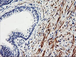 TAL1 Antibody (clone OTI5H1, Carrier-free)