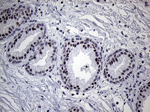 C14orf80 Antibody (clone OTI6A3, Carrier-free)