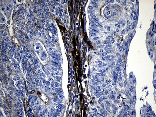 MLC3F / MYL1 Antibody (aa2-150, clone OTI4E3, Carrier-free)