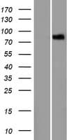 LRCH1 Protein (Over-Expression Lysate Myc-DDK (Flag))