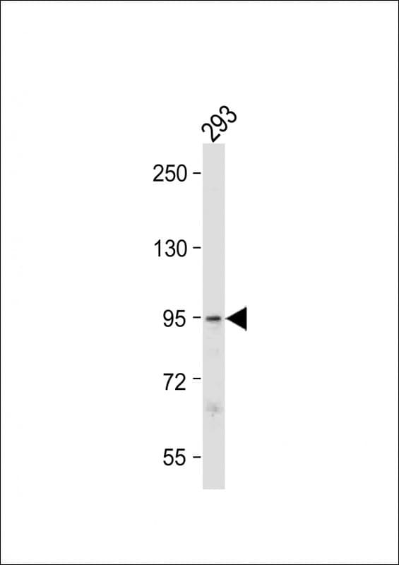STAT3 Antibody