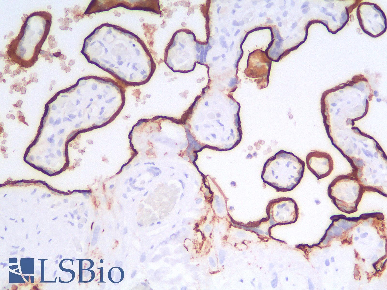 PathPlus™ EMA / MUC1 Antibody (clone MUC1/1887R)