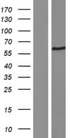 F2R / Thrombin Receptor / PAR1 Protein (Over-Expression Lysate Myc-DDK (Flag))