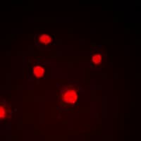 Polyclonal Rabbit anti-Human ZC3HC1 / NIPA Antibody (phospho-Ser354, IHC, IF, WB)