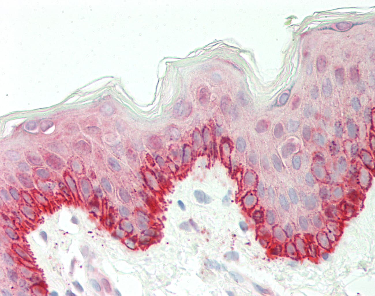 KTN1 / Kinectin Antibody (aa972-1021)
