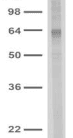 ATF4 Antibody (clone 343-26)